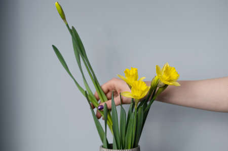 bouquet Yellow narcissus flowers in a vase Isolated on gray background and space for your text.の写真素材