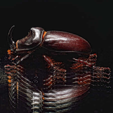  rhinoceros beetle on a black background.