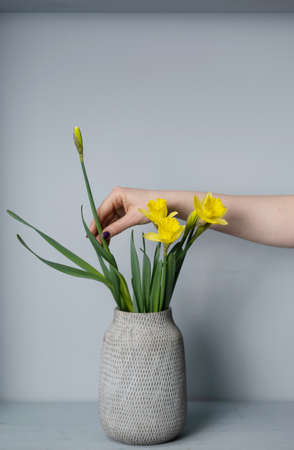 bouquet Yellow narcissus flowers in a vase Isolated on gray background and space for your text.の写真素材