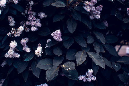 Spring lilac tree flowers view. Floral backdrop concept. Flower petals close up. Floristry hobby. Web banner, greeting card ideaの写真素材