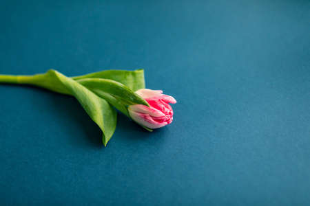 floral letter illustration, event invites, floral backdrops. One tulip on blue background.