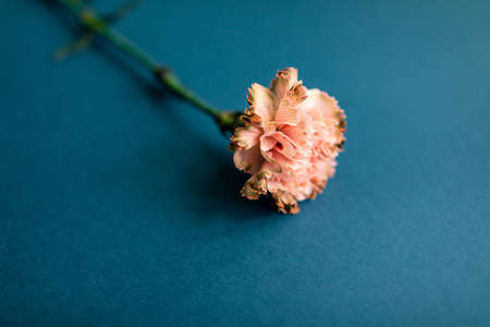 floral letter illustration, event invites, floral backdrops. One carnation on blue backgroundの写真素材