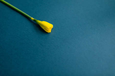 floral letter illustration, event invites, floral backdrops. One narcissus on blue background.