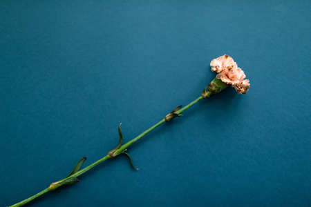mothers day design concept - top view of a carnation, blue background for valentines day with copy space for mock up.の写真素材