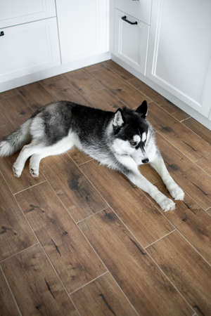 Husky lies on the floor and looks away. Portrait of gorgeous Siberian Husky dog. の写真素材