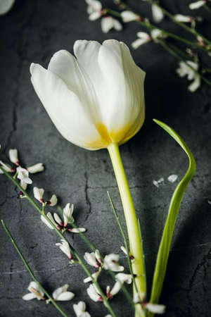 spring flowers banner. Tulip close up. International Womens Day conceptの写真素材