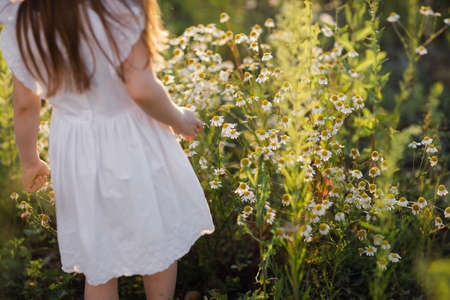 Little girl in flower fields, Outdoor portrait. field with daisies.の写真素材