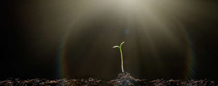 Young Plant Growing In Sunlight. The seedling are growing from the rich soil to the morning sunlight that is shiningの写真素材