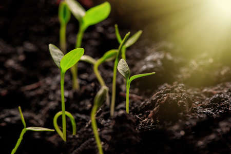 Young Plant Growing In Sunlight. The seedling are growing from the rich soil to the morning sunlight...