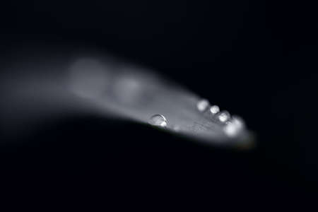 Fresh green grass with dew drops closeup. Nature Backgroundの写真素材