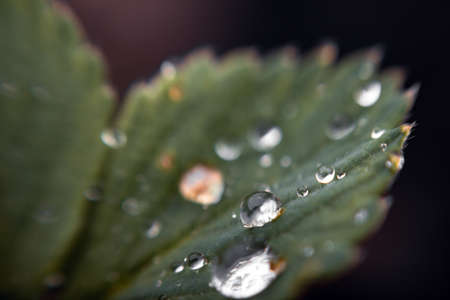 Huge drops on the leaf after the rain. Natural background. raindrops on grass or leavesの写真素材