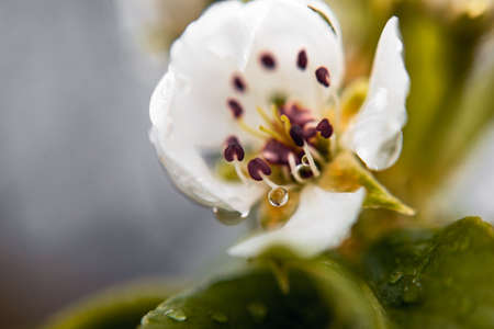 cherry blossom with a raindrop close up. Natural backgroundの写真素材
