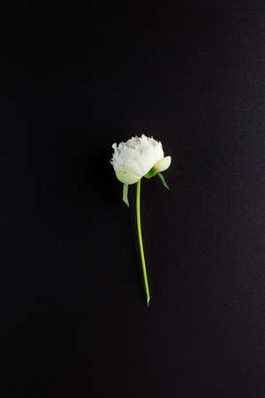 pink peony flowers isolated on black background