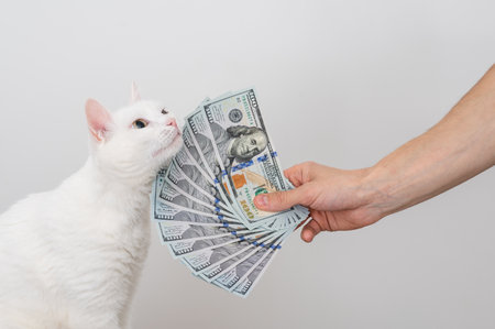 a fan of dollars in a mans hand, a lot of money and white catの写真素材