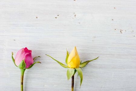 Two rosebuds on the white backgroundの写真素材