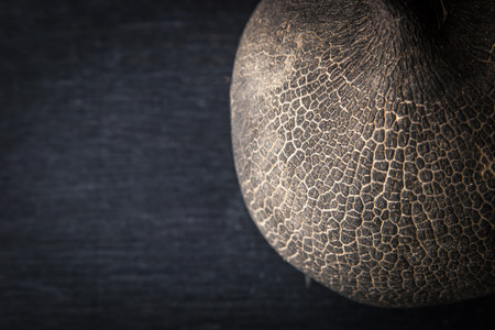 Black radish on the dark background top viewの写真素材