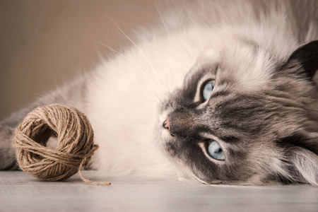 Siberian cat with clewの写真素材