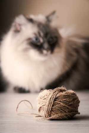 Blurred Siberian cat with clewの写真素材