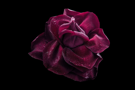 Dark red rose with water drop on the black backgroundの写真素材