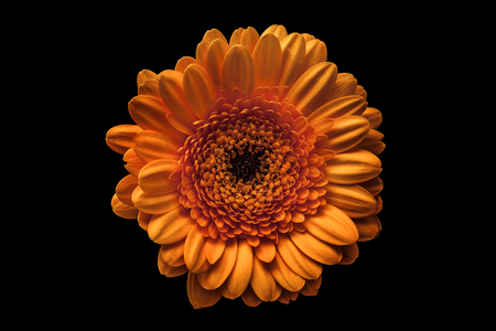 Flowers on the black backgroundの写真素材