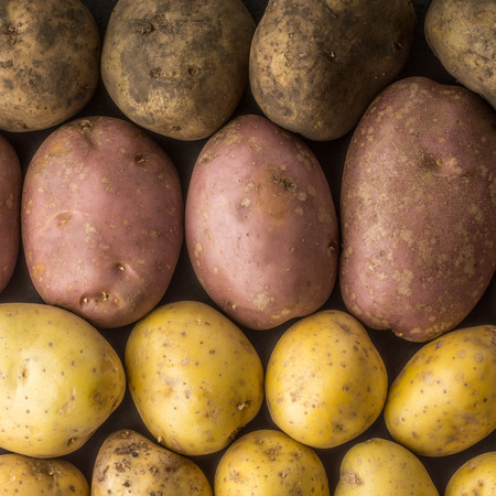 Raw potatoes mix background squareの写真素材
