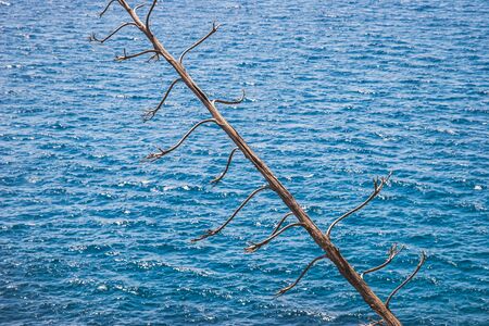 Dry tee on the sea backgroundの写真素材