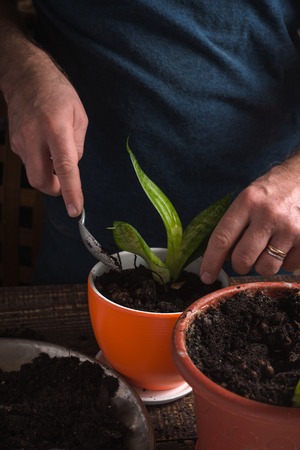 Man plants indoor flower in orange potの写真素材
