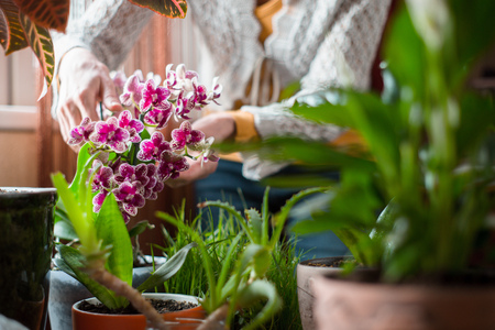 Woman cares for indoor flowers orchid, aloe horizontalの写真素材
