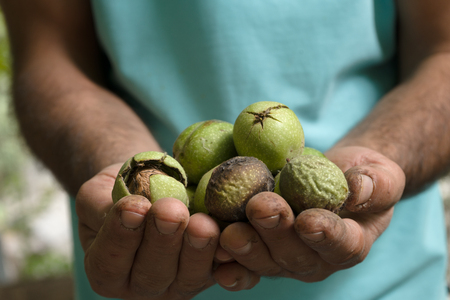 Uncleaned green walnuts in the hands of a farmer closeupの写真素材