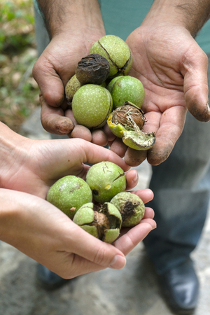 Green unpeeled walnuts in the hands of farmers side viewの写真素材