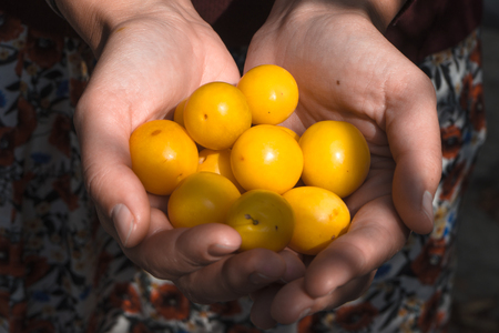 Handful of yellow plums in the hands of a farmerの写真素材