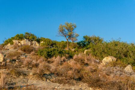 Green and dry shrubs against the blue sky in Greece horizontalの写真素材