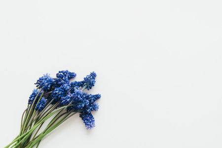 Blue flowers lie together on a white backgroundの写真素材