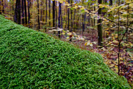 green mossの写真素材