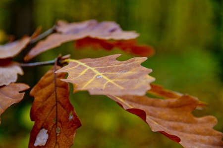 autumn leaves