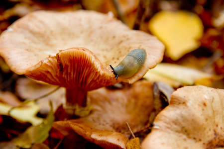 slug on the mushroomの写真素材