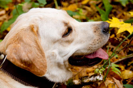 Labrador  retriever の写真素材