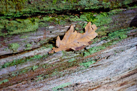 gold leaves