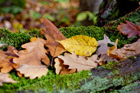 gold leavesの写真素材