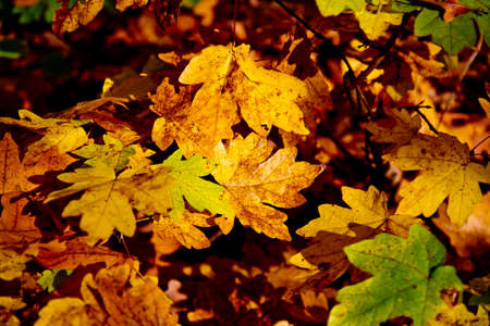 yellow leaves
