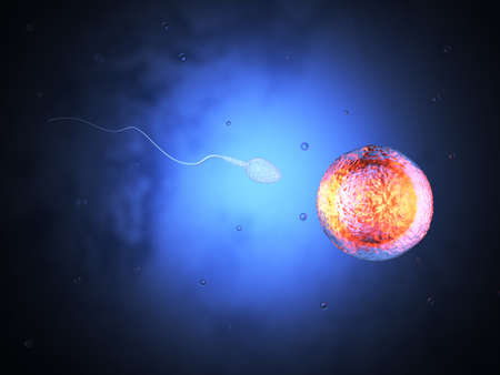 3d illustration of sperm and egg cell. Insemination concept