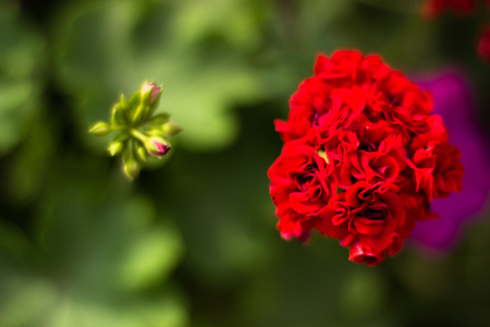 little beautiful red flowers close-up on a blurred background. shallow depth of fieldの写真素材