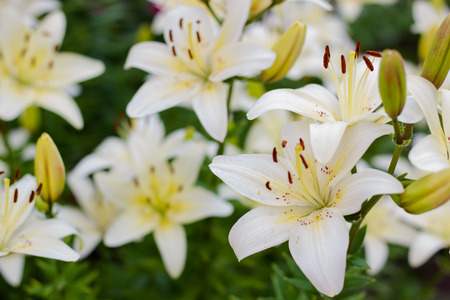 A bush of a white lily. White lilies are defocused. White flower, natural backgroundの写真素材