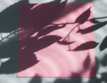 Pink empty card, sheet for writing. Layout for adding labels. Natural hard light, deep shadows. Hard Leaf Shadowsの写真素材