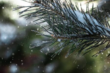 Beautiful spruce branch close-up, covered with snow. Snowy spruce branch in the winter forest during snowfallの写真素材