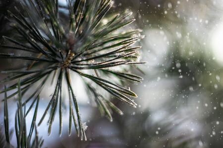 Beautiful spruce branch close-up, covered with snow. Snowy spruce branch in the winter forest during snowfallの写真素材