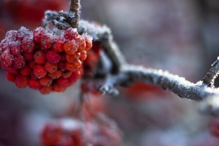 Branches and clusters with red rowan berries covered in snow and iniの写真素材