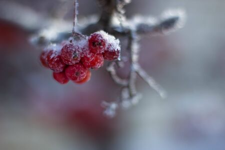 Branches and clusters with red rowan berries covered in snow and iniの写真素材