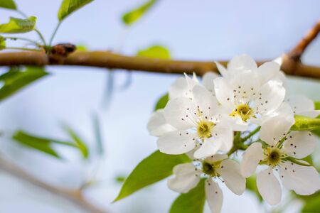 The branches of the apple tree are covered with white flowers and green leaves against a blue sky....