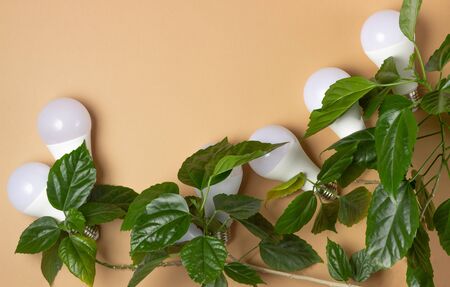 Energy saving light bulbs in green leaves. The concept of environmental protection and ecologyの写真素材